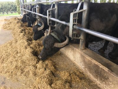 Buffalo placidly munching