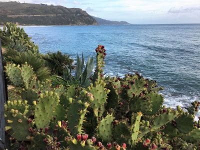 Prickly Pear on the coast