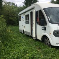 Bertie gets a tummy tickle from the deep grass