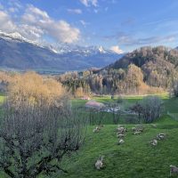 Herds of deer outside the walls of Gruyeres